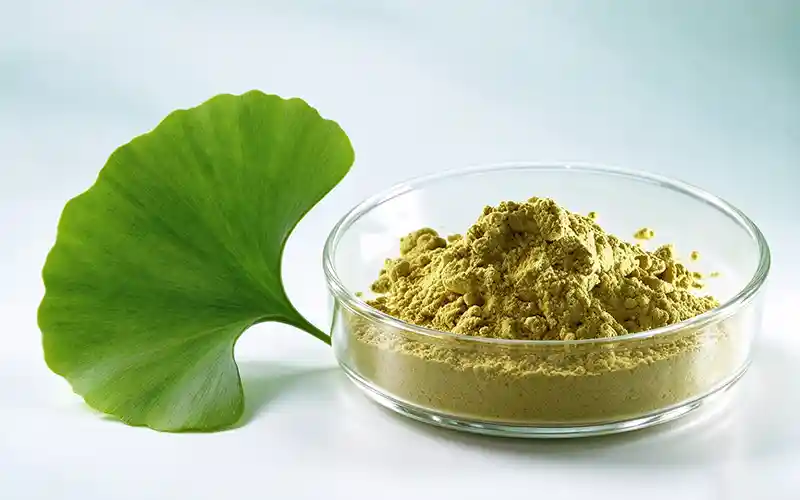 Bulk ginkgo biloba extract powder, fully water soluble 24/6 ginkgo leaf extract supplier